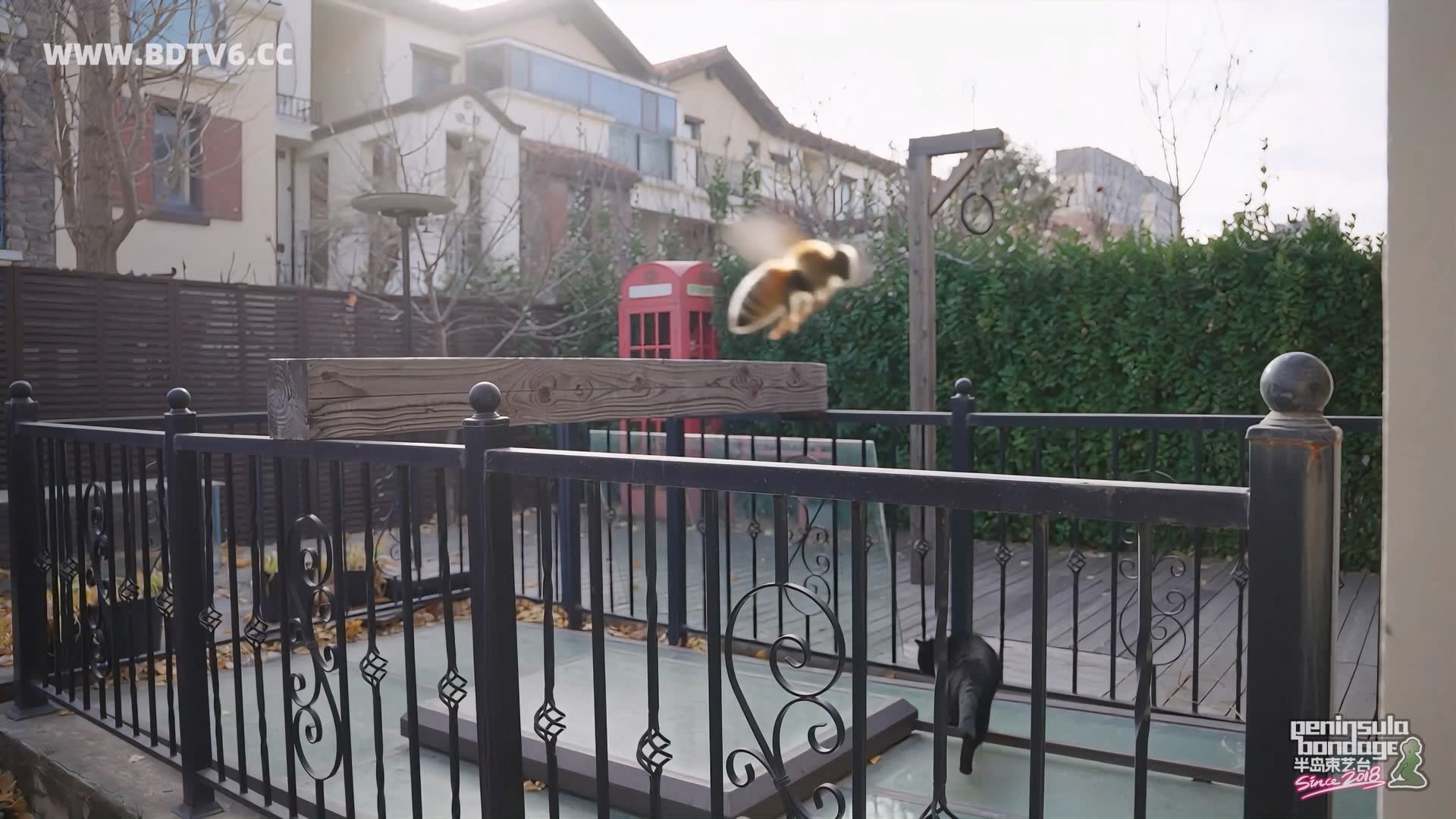 YT3049 家里进了蜜蜂/index.m3u8_20251223_032015.366.jpg