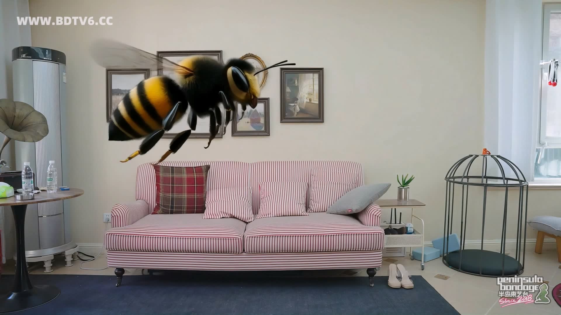 YT3049 家里进了蜜蜂/index.m3u8_20251223_032105.374.jpg