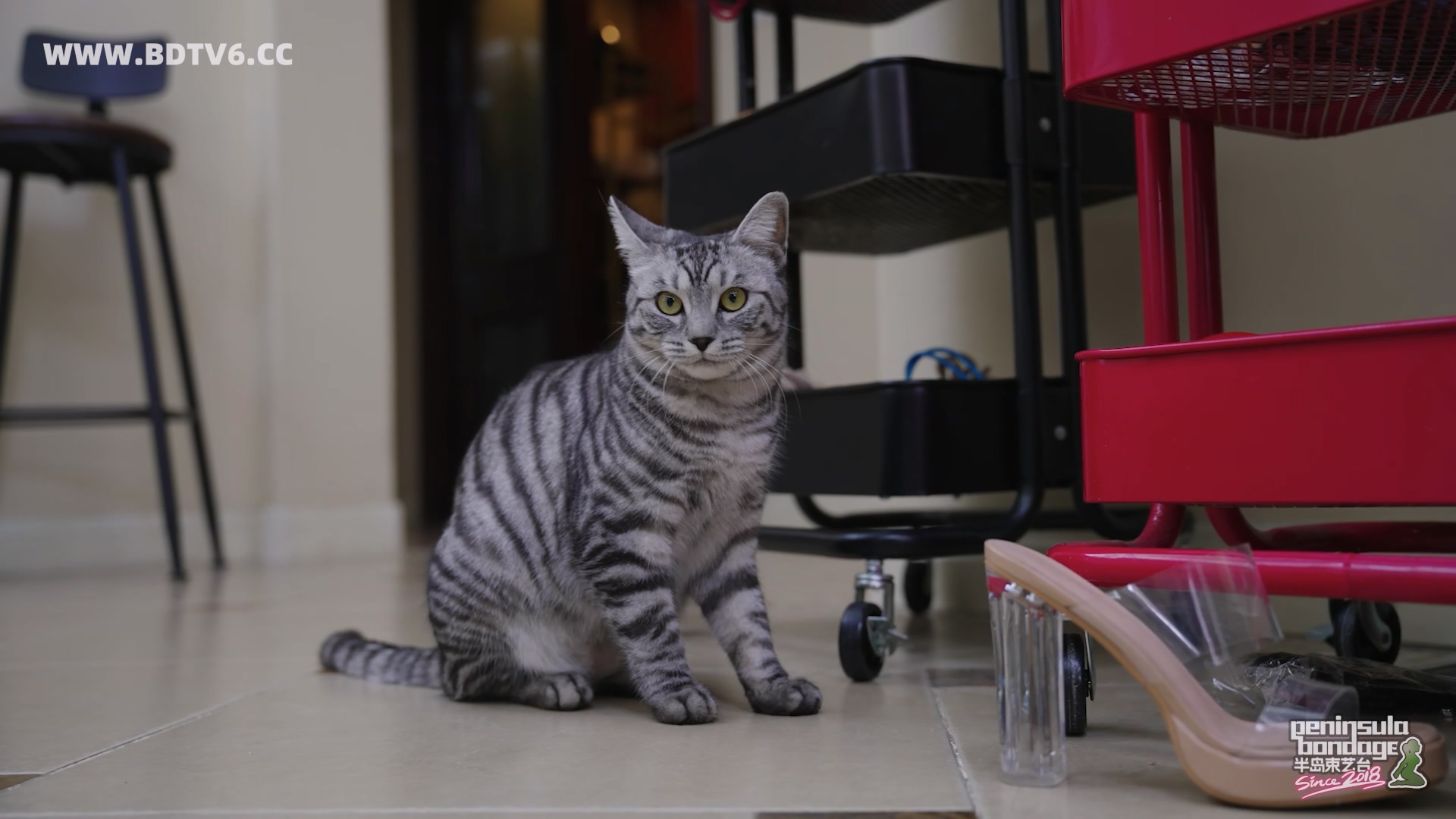 YT3095 ★好奇害死ET/index.m3u8_20260217_163043.540.jpg